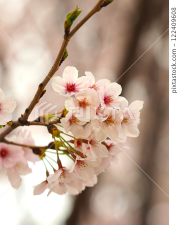 Cherry Blossom (Somei Yoshino) 122409608