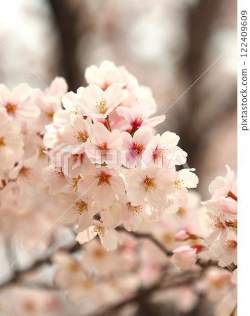 Cherry Blossom (Somei Yoshino) 122409609