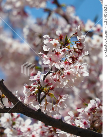 Cherry Blossom (Somei Yoshino) Cherry Blossom (Somei Yoshino) 122409628