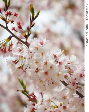 櫻花 122409637