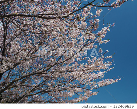 Cherry Blossom (Somei Yoshino) Cherry Blossom (Somei Yoshino) 122409639
