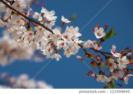 Cherry Blossom (Somei Yoshino) Cherry Blossom (Somei Yoshino) 122409640