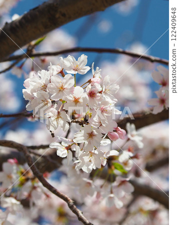 Cherry Blossom (Somei Yoshino) Cherry Blossom (Somei Yoshino) 122409648