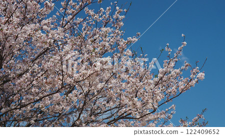 櫻花 122409652