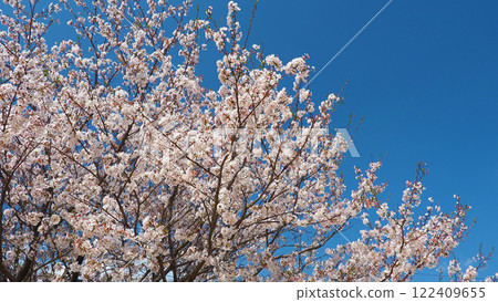 Cherry Blossom (Somei Yoshino) 122409655