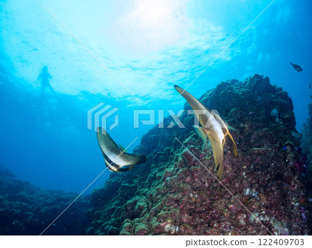 A pair of large, beautiful swallowtail fish (Hirundo styraci) and others. Nakagi Hirizo Beach, Minamiizu-cho, Kamo-gun, Izu Peninsula, Shizuoka Prefecture 2024 122409703