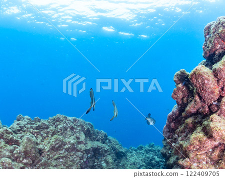 A pair of large, beautiful swallowtail fish (Hirundo styraci) and others. Nakagi Hirizo Beach, Minamiizu-cho, Kamo-gun, Izu Peninsula, Shizuoka Prefecture 2024 A pair of large, beautiful swallowtail fish (Hirundo styraci) and others. Nakagi Hirizo Beach, Minamiizu-cho, Kamo-gun, Izu Peninsula, Shizuoka Prefecture 2024 122409705