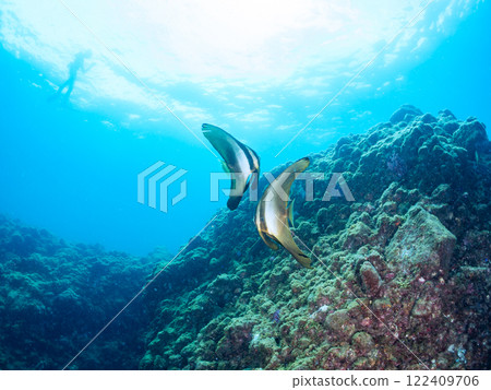 A pair of large, beautiful swallowtail fish (Hirundo styraci) and others. Nakagi Hirizo Beach, Minamiizu-cho, Kamo-gun, Izu Peninsula, Shizuoka Prefecture 2024 122409706