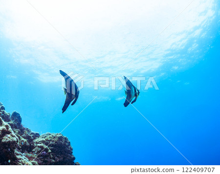 A pair of large, beautiful swallowtail fish (Hirundo styraci) and others. Nakagi Hirizo Beach, Minamiizu-cho, Kamo-gun, Izu Peninsula, Shizuoka Prefecture 2024 122409707