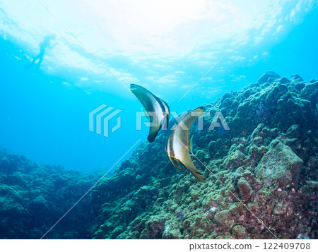 A pair of large, beautiful swallowtail fish (Hirundo styraci) and others. Nakagi Hirizo Beach, Minamiizu-cho, Kamo-gun, Izu Peninsula, Shizuoka Prefecture 2024 A pair of large, beautiful swallowtail fish (Hirundo styraci) and others. Nakagi Hirizo Beach, Minamiizu-cho, Kamo-gun, Izu Peninsula, Shizuoka Prefecture 2024 122409708