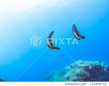 A pair of large, beautiful swallowtail fish (Hirundo styraci) and others. Nakagi Hirizo Beach, Minamiizu-cho, Kamo-gun, Izu Peninsula, Shizuoka Prefecture 2024 122409716