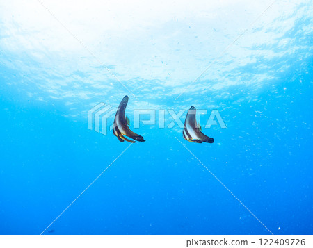 一對又大又漂亮的燕魚（燕魚屬）等。 靜岡縣伊豆半島加茂郡南伊豆町中木広濱2024 122409726