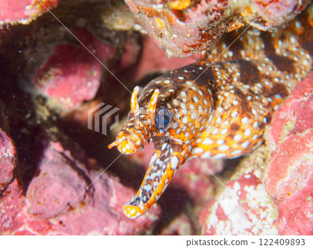 A large and beautiful tiger moray eel (family Moray eel) in an underwater cave. Nakagi Hirizo Beach, Minamiizu-cho, Kamo-gun, Izu Peninsula, Shizuoka Prefecture 122409893