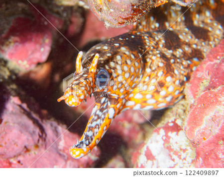 A large and beautiful tiger moray eel (family Moray eel) in an underwater cave. Nakagi Hirizo Beach, Minamiizu-cho, Kamo-gun, Izu Peninsula, Shizuoka Prefecture 122409897
