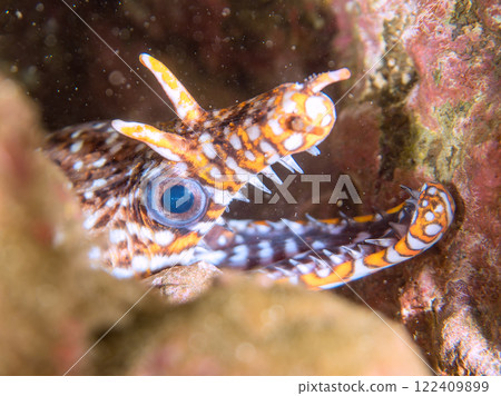 A large and beautiful tiger moray eel (family Moray eel) in an underwater cave. Nakagi Hirizo Beach, Minamiizu-cho, Kamo-gun, Izu Peninsula, Shizuoka Prefecture 122409899