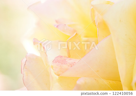 Beautiful rose petals Beautiful rose petals 122410056