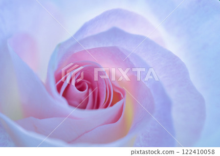 Pretty pink white rose Pretty pink white rose 122410058