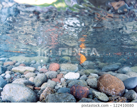 靜岡縣伊豆半島加茂區南伊豆町淺水區中木堀三海灘中美麗的幼小阿拉科頓屬的半水生照片 靜岡縣伊豆半島加茂區南伊豆町淺水區中木堀三海灘中美麗的幼小阿拉科頓屬的半水生照片 122410080