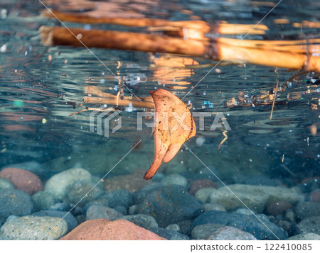 A beautiful juvenile reef batfish swimming in shallow waters, photographed halfway above the surface at Nakagi Hirizo Beach, Minamiizu-cho, Kamo-gun, Izu Peninsula, Shizuoka Prefecture 122410085