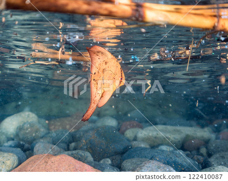A beautiful juvenile reef batfish swimming in shallow waters, photographed halfway above the surface at Nakagi Hirizo Beach, Minamiizu-cho, Kamo-gun, Izu Peninsula, Shizuoka Prefecture A beautiful juvenile reef batfish swimming in shallow waters, photographed halfway above the surface at Nakagi Hirizo Beach, Minamiizu-cho, Kamo-gun, Izu Peninsula, Shizuoka Prefecture 122410087