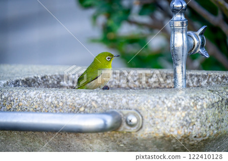 Japanese white-eye at the watering hole 122410128