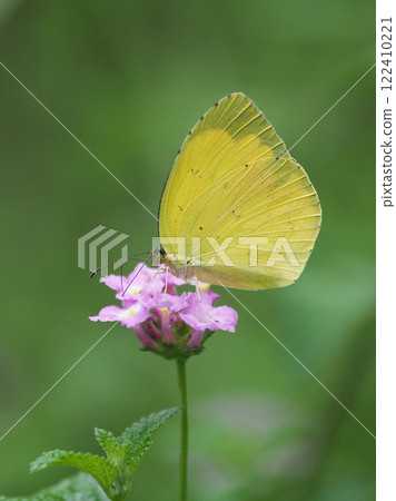 Grass yellow Grass yellow 122410221