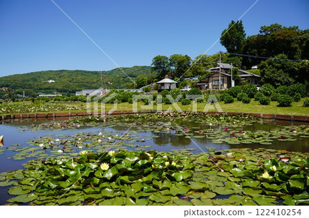 Lotus garden 122410254