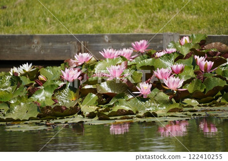 Lotus flower  122410255