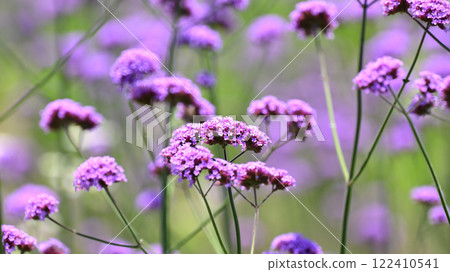 Verbena bonariensis 122410541