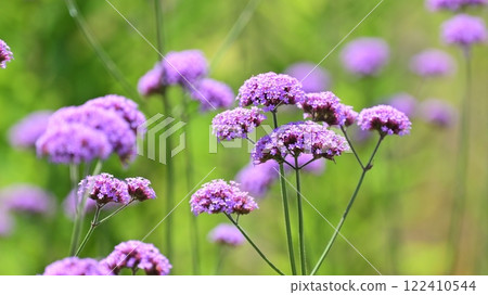 Verbena bonariensis 122410544