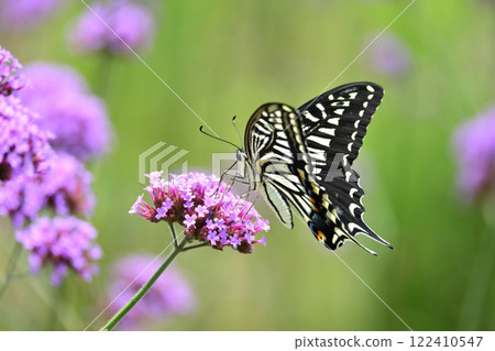 Verbena bonariensis 122410547
