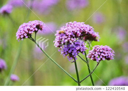Verbena bonariensis 122410548