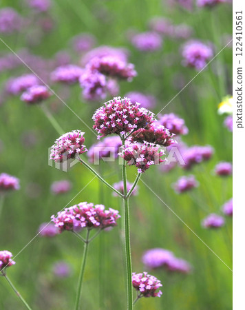 Verbena bonariensis 122410561