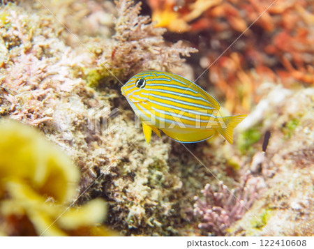 Beautiful translucent juvenile rainbow wrasse, blue-green damselfish, and others. Nakagi Hirizo Beach, Minamiizu Town, Kamo District 122410608