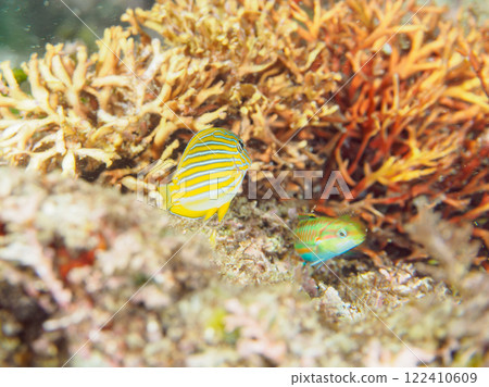 美麗的半透明彩虹魚幼魚、小腹瀨魚、雀鯛等 加茂區南伊豆町中木埼三海水浴場 122410609