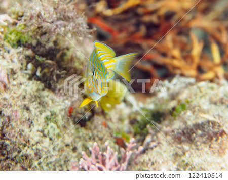 Beautiful translucent juvenile rainbow wrasse, blue-green damselfish, and others. Nakagi Hirizo Beach, Minamiizu Town, Kamo District 122410614