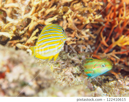 Beautiful translucent juvenile rainbow wrasse, blue-green damselfish, and others. Nakagi Hirizo Beach, Minamiizu Town, Kamo District 122410615