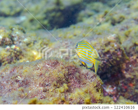 Beautiful translucent juvenile rainbow wrasse, blue-green damselfish, and others. Nakagi Hirizo Beach, Minamiizu Town, Kamo District 122410616
