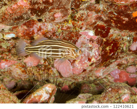 Beautiful poisonous juvenile grouper fish in an underwater cave. Nakagi Hirizo Beach, Minamiizu-cho, Kamo-gun, Izu Peninsula, Shizuoka Prefecture 122410621