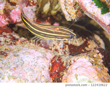 Beautiful poisonous juvenile grouper fish in an underwater cave. Nakagi Hirizo Beach, Minamiizu-cho, Kamo-gun, Izu Peninsula, Shizuoka Prefecture Beautiful poisonous juvenile grouper fish in an underwater cave. Nakagi Hirizo Beach, Minamiizu-cho, Kamo-gun, Izu Peninsula, Shizuoka Prefecture 122410622
