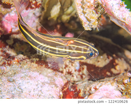 石斑魚科的一種美麗而有毒的幼魚，生活在水下洞穴中。靜岡縣伊豆半島加茂郡南伊豆町中木埼浜 122410626