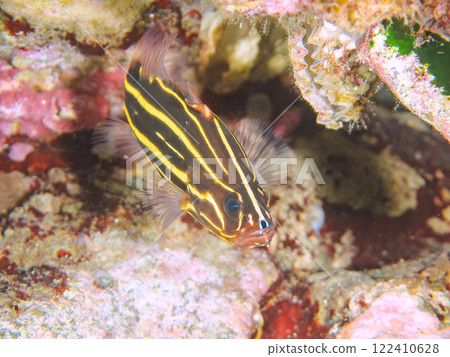 石斑魚科的一種美麗而有毒的幼魚，生活在水下洞穴中。靜岡縣伊豆半島加茂郡南伊豆町中木埼浜 122410628