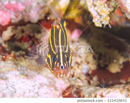 Beautiful poisonous juvenile grouper fish in an underwater cave. Nakagi Hirizo Beach, Minamiizu-cho, Kamo-gun, Izu Peninsula, Shizuoka Prefecture 122410631