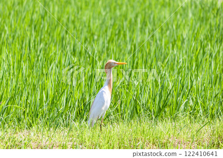 Cattle Egret in a Rice Field 122410641