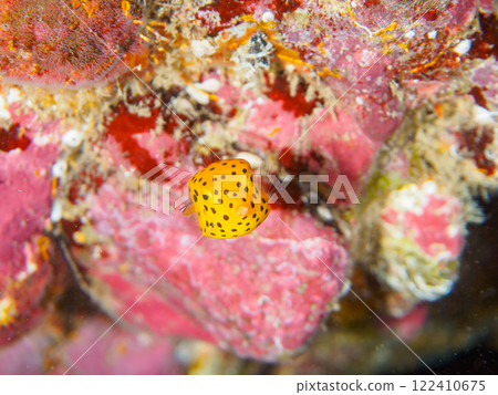 水下洞穴中的一隻可愛的幼年箱魚（箱魚家族）。 靜岡縣伊豆半島加茂郡南伊豆町中木広濱2024 122410675