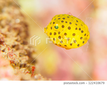Cute juvenile boxfish (family: Parulidae) in an underwater cave. Nakagi Hirizo Beach, Minamiizu-cho, Kamo-gun, Izu Peninsula, Shizuoka Prefecture, 2024 Cute juvenile boxfish (family: Parulidae) in an underwater cave. Nakagi Hirizo Beach, Minamiizu-cho, Kamo-gun, Izu Peninsula, Shizuoka Prefecture, 2024 122410679
