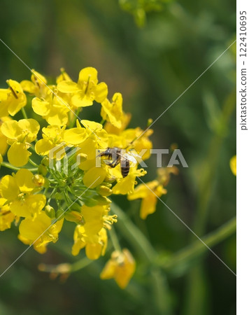 Spring image (rapeseed flowers and bees) 122410695