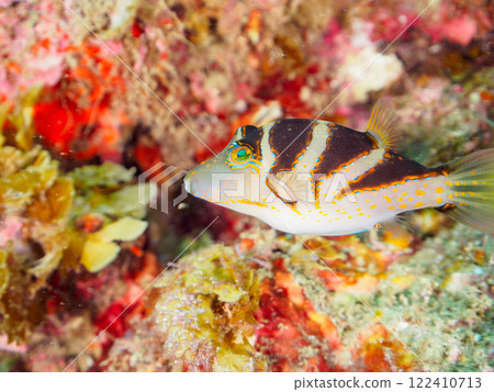 美麗的花金雀河豚（河豚家族）等。 靜岡縣伊豆半島加茂郡南伊豆町中木広濱2024 122410713