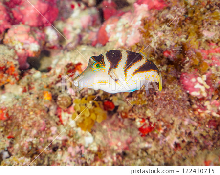 Beautiful pufferfish (Tetraodontidae) and others. Nakagi Hirizo Beach, Minamiizu-cho, Kamo-gun, Izu Peninsula, Shizuoka Prefecture, 2024 122410715