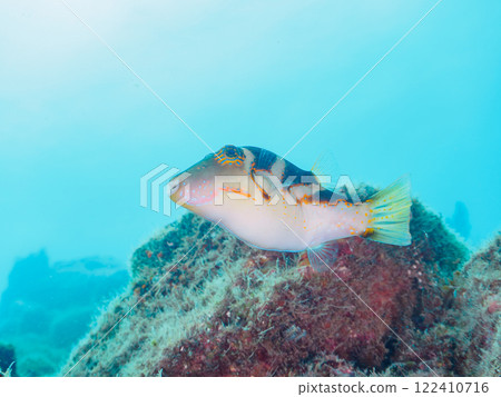 Beautiful pufferfish (Tetraodontidae) and others. Nakagi Hirizo Beach, Minamiizu-cho, Kamo-gun, Izu Peninsula, Shizuoka Prefecture, 2024 122410716